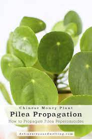 How To Propagate Pilea Chinese Money Plant Plants Money Plant