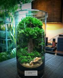 Lush Green Terrarium Terrarium Scene Terrarium Beautiful Terrariums