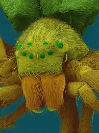 They use their legs like a fishing pole to pull in insects, tadpoles, and even small fish. Diving Bell Spider Argyroneta Aquatica Greeting Card For Sale By Dennis Kunkel Microscopy Science Photo Library