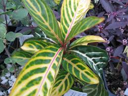 Image result for Sanchezia speciosa