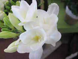 Home about plant shop flower shop weddings & events gallery contact. Eugene Wholesale Flowers