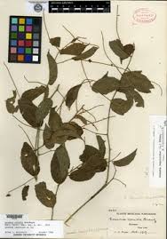 Image result for Gouania tiliifolia