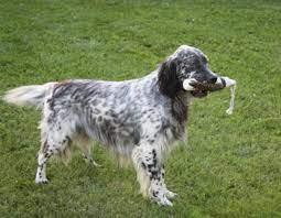It is believed that today's irish setters are direct descendants from crossing irish water spaniels, pointers, gordon these pups are often described as fun loving, energetic, affectionate, and gentle. English Setters For Sale Petfinder