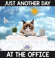 Grumpy Cat Day Funny Grumpy Cat Memes Grumpy Cat Grumpy Cat Quotes