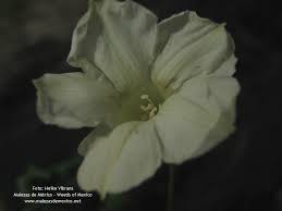 Image result for Merremia quinquefolia