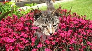 Comment Faire Fuir Les Chats De Votre Jardin Repulsif Chat Jardin Eloigner Les Chats Jardins