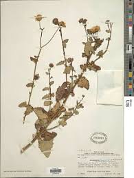 Image result for Anisopappus chinensis