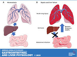 Synapomorphic Features Of Hepatic And Pulmonary Vasculatures Include Comparable Purinergic Signaling Responses In Host Defense And Modulation Of Inflammation American Journal Of Physiology Gastrointestinal And Liver Physiology