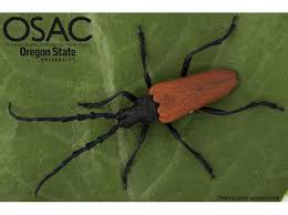 Image result for Lepistemon owariensis