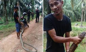 Part of the north borneo dispute and cross border attacks in sabah: Man Struggles As He Catches A King Cobra In Malaysia Armed Only With A Stick
