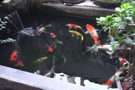 Bukan hanya butuh area yang luas, biaya pembuatan kolam ikan 'katanya' juga tergolong cukup mahal. Begini Rincian Biaya Buat Kolam Ikan Mulai Dari Batu Alam Hingga Semua Halaman Idea