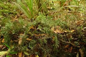 Image result for Hymenophyllum capillare