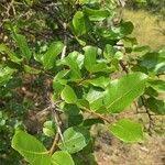 Image result for Scolopia zeyheri