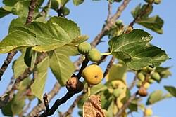 Image result for Ficus scassellatii