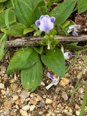 Image result for Craterostigma