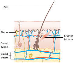 It travels through the sweat glands, which means it is all over the carrier's skin. Sweat Gland Key Stage Wiki
