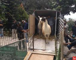 We did not find results for: Tmsbk Kota Bukittinggi Terima Satwa Baru Dari Secret Zoo Jatim Park Malang Binews