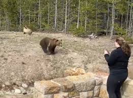 Roaring mountain is in yellowstone national park in the u.s. Video Of Woman Being Charged At By Grizzly Bear In Yellowstone National Park Goes Viral The Independent