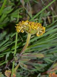 Image result for Gnidia kraussiana