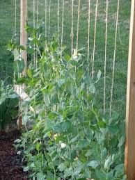 It is empty because the you make it entertaining and you still care for to keep it wise. The Burgeoning Back Yard Growing Vertically Diy Garden Trellis Pole Bean Trellis Bean Trellis