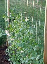 Make the most of your available sunlight and garden space with vertical gardening. The Burgeoning Back Yard Growing Vertically Diy Garden Trellis Pole Bean Trellis Bean Trellis