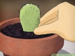 Cactuses, or cacti, are rather slow growers and can take years to show significant growth. How To Grow Prickly Pears Prickly Pear How To Grow Cactus Prickly Pear Cactus