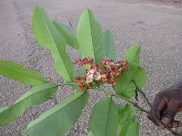 Image result for Monodora minor