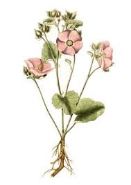 The slime is a complex carbohydrate and dietary fiber. 10 Best Marshmallow Root Ideas Marshmallow Root Marshmallow Medicinal Plants
