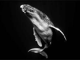 We did not find results for: Swimming With Giants Black And White Whale Portraiture By Jem Cresswell Digital Photography Review
