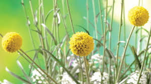 Find great deals on ebay for belly button flowers. Growing Tips For Craspedia Golf Beauty Greenhouse Grower