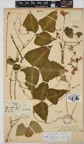 Image result for Nolletia zambesica