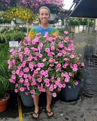 Selain bisa menempatkan pot tanaman dengan lebih rapi, pilihan model rak. Jual Petunia Bunga Pink Tanaman Hias Hidup Bukan Biji Tanaman Hias Bandung Yang Bisa Digantung Di Lapak Ibad Garden Bukalapak