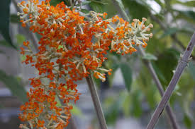 Image result for Buddleja madagascariensis