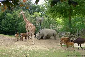 Astuces pratiques et bons plans. Une Journee Au Zoo De Beauval Cassonade Et Camembert