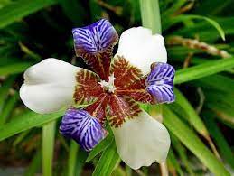 Apostle S Walking Iris Beautiful Flowers Beautiful Flowers Pictures Most Beautiful Flowers
