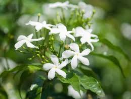Image result for Jasminum bakeri