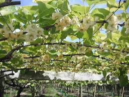 Savez Vous A Quoi Ressemblent Vos Fruits Et Legumes Preferes Quand Ils Poussent Fruits Et Legumes Cultiver Fruits
