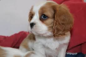Il pechinese è un cane indipendente e molto fiero, quasi snob. Regalo Cavalier King Da Privato A Pistoia Cavalier King Charles Spaniel