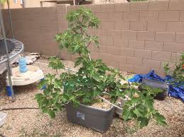 Check spelling or type a new query. Growing Fig Trees In Hot Dry Climates Garden Of Luma