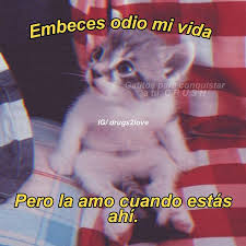 Pin De ဣվɑղժҽɾҽ Sհօsօƙiեեվဣ En Gatos Cursis 3 En 2020 Memes Divertidos Memes Romanticos Frases Tontas