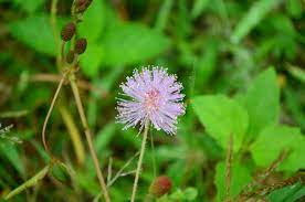 15 Top Medicinal Uses Benefits Of Mimosa Pudica Touch Me Not Plant Sensitive Plant Wildturmeric Touch Me Not Plant Herbal Plants Herbs For Arthritis