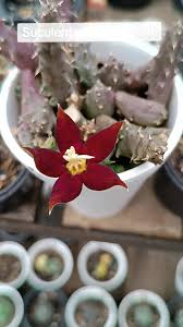 Image result for Piaranthus atrosanguineus