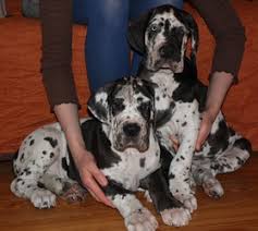 Eagle valley danes & frenchies offers great dane and french bulldog puppies for sale in west virginia. Great Dane Puppies Available Johannesburg Free Classifieds In South Africa