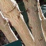 Image result for Craterispermum