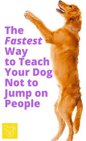The Easiest Way To Teach Your Dog Not To Jump On People In 2020 Easiest Dogs To Train Dog Training Dog Training Tips