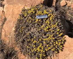 Image result for Pygmaeothamnus zeyheri