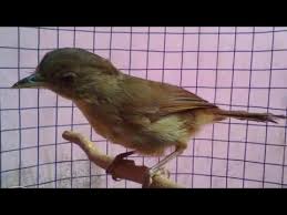 Burung flamboyan gacor suara nyaring dan rapat. Burung Flamboyan Gacor Ngebrem Ngerol Youtube