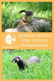 Otter Zentrum Hankensbuttel In Der Sudheide Gifhorn Ausflug Abenteuerreisen Reise Inspiration