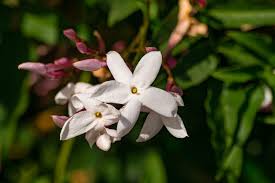 Image result for Jasminum bakeri