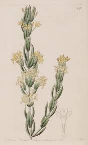 Image result for Gnidia stenophylla